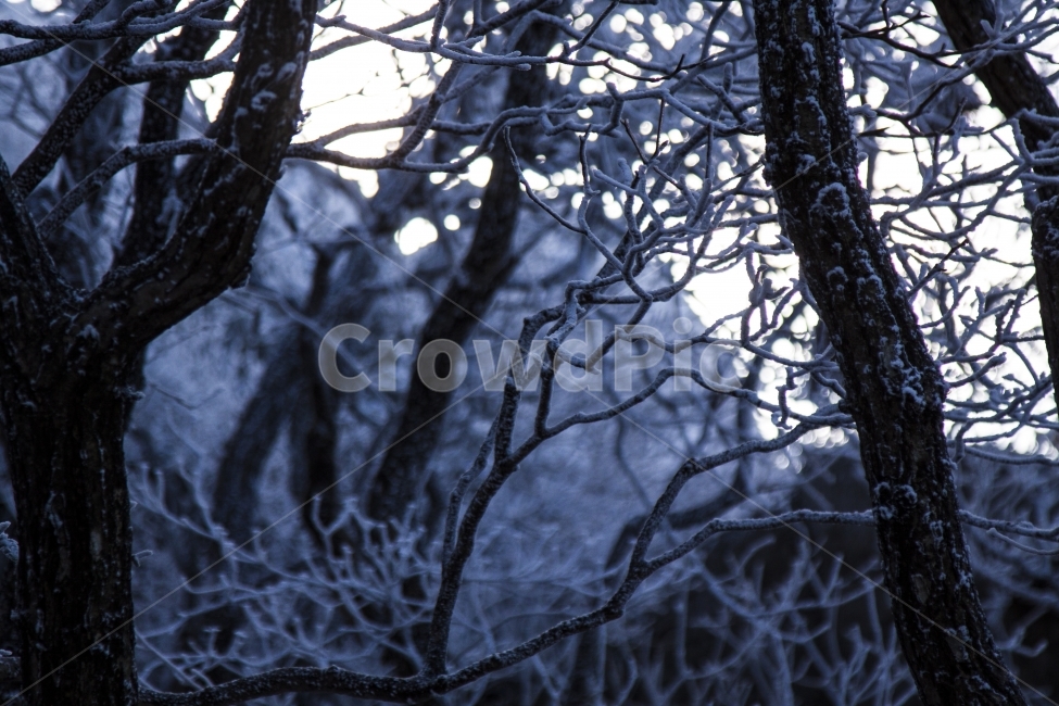 설경,겨울,겨울산,산,식물,snow,겨울,계절,winter,season,식물,자연,plants,nature,나무,trees,wood