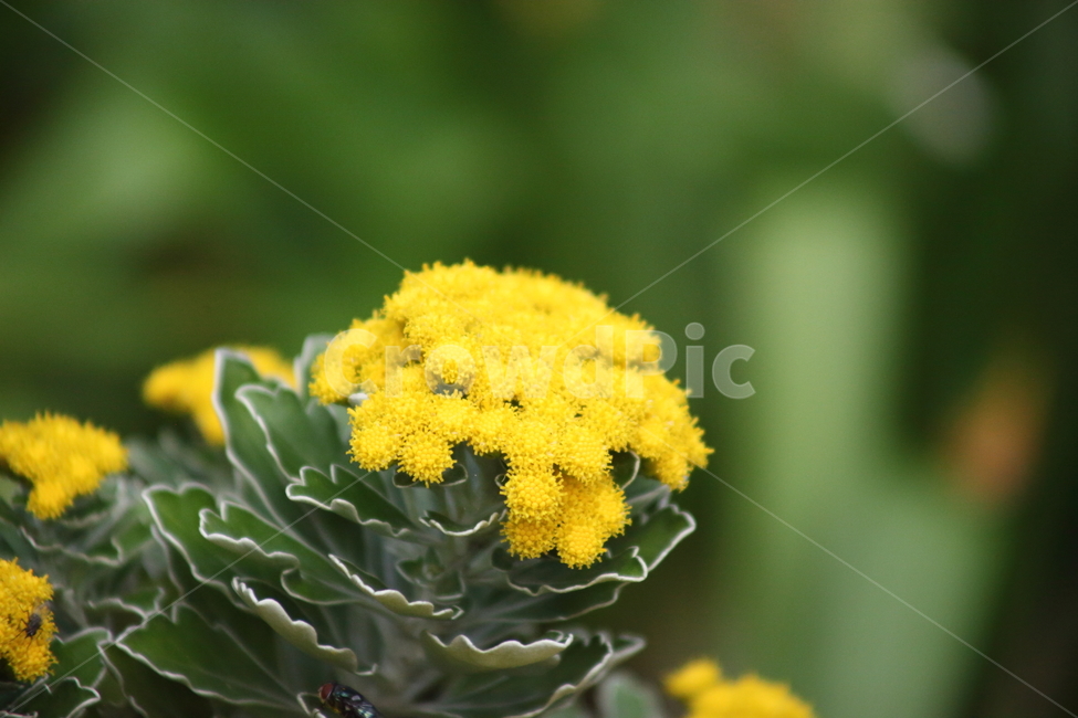 갯국화,국화과,꽃,식물,노랑,식물,자연,plants,nature,꽃,flower