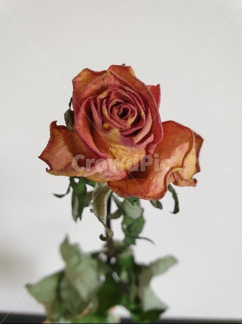 꽃,장미,folwer,rose,예쁜,pretty