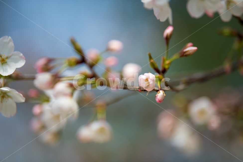 벚꽃,봄,사쿠라,벚꽃나무,꽃,봄꽃,봄,계절,spring,season,식물,자연,plants,nature,꽃,flower,plant