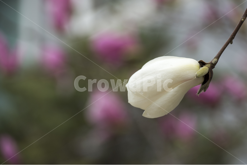 목련,봄,petal,꽃잎,flower,꽃,blossom,plant,식물,자연,식물,자연,plants,nature,꽃,flower
