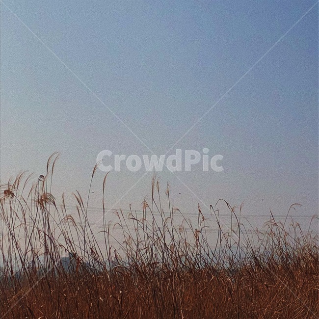 하늘,갈대,억새,sky,reed,sk