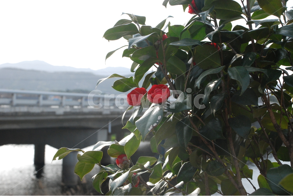 식물,자연,꽃,동백꽃,빨간꽃,아웃포커싱,힐링,식물,자연,plants,nature,꽃,flower