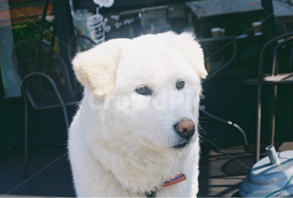 강아지,개,백구,믹스,대형견,잘생김,동물,animal,포유류,mammal,개,강아지,dog,doggy