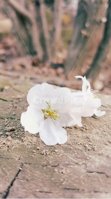 벚꽃,꽃,나무,봄,벚나무,꽃,flower