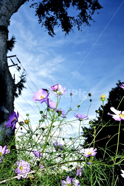 가을,코스모스,순수,감성,blossom,flower,geranium,제라늄,꽃