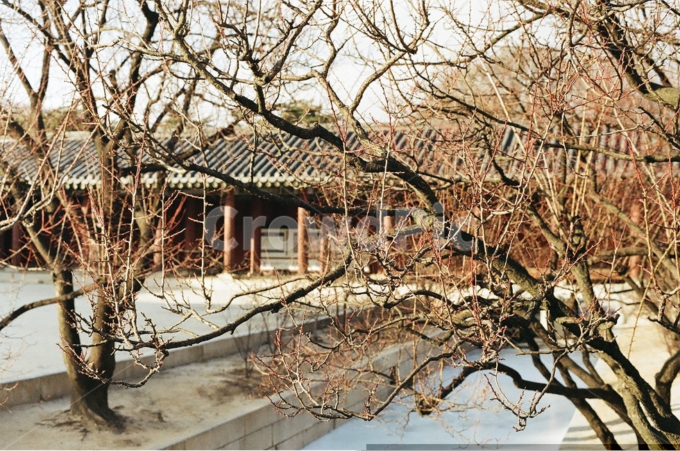 겨울,고궁,문화재,서울,한옥,나무,겨울,계절,winter,season,야경,밤,풍경,nightscape,night,landscape,한국전통,한국문화,korean traditional,korean culture,랜드마크,landmark,tourist attraction,한국랜드마크,한국관광지,한국명소,korea landmark,korea tourist attraction,nature,자연,outdoors,옥외,building,건물
