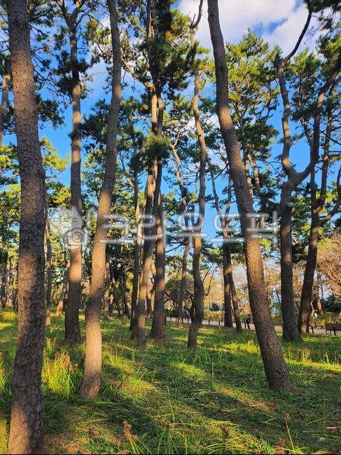 풍경,소나무,초목,자연,nature,가을숲
