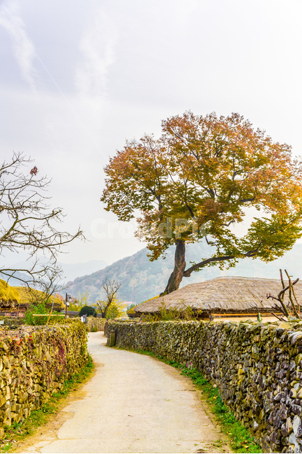 돌담,가을,민속마을,전통가옥,문화유산,관광명소,초가지붕,시골,마을,풍경,landscape,country,rural,town,한국전통,한국문화,korean traditional,korean culture
