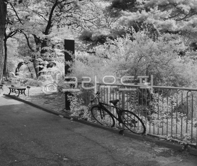 적외선,적외선카메라,적외선사진,infrared,적외선필터,흑백,흑백사진,nature,자연,outdoors,옥외,tree,나무,명암대비,자전거