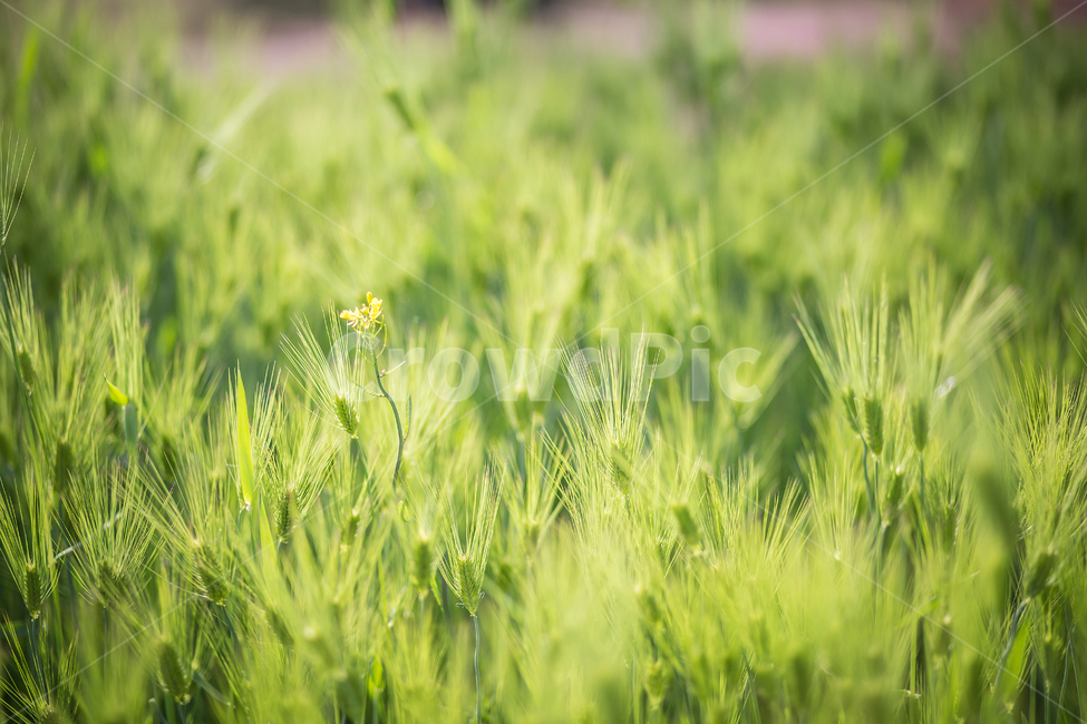 청보리,보리,햇살,역광,보리밭,배경,식물,자연,plants,nature