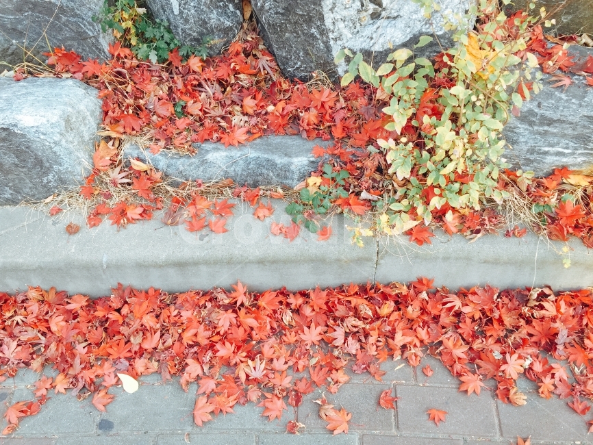 자연,빨강,단풍,풍경,가을,가을,계절,fall,autumn,season,식물,자연,plants,nature,leaf,잎,plant,tree,나무,maple