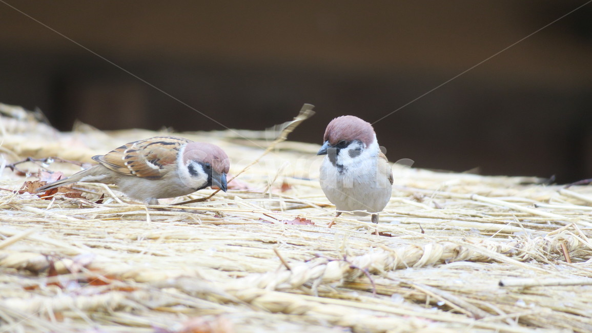 참새,핀치,finch,새,동물,동물,animal,조류,새,birds