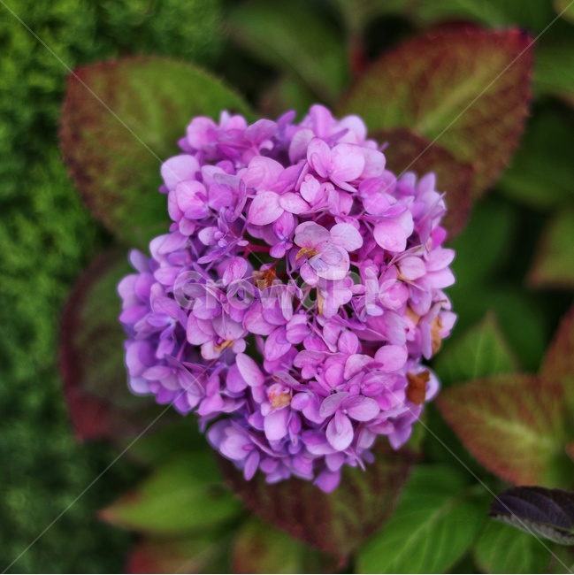 풀,여름,초록,자연,꽃,식물,자연,plants,nature,꽃,flower