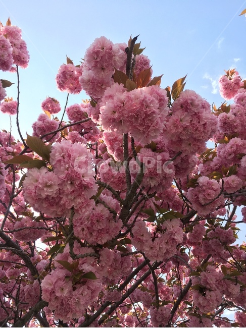 벚꽃나무,벚꽃,겹벚꽃,풍경,언덕,일상,자연,핑크색,하늘색,초록색,그라데이션,행복,감성,봄,계절,따뜻한,분위기,느낌,편안함,여행,트레블,나들이,길,시선