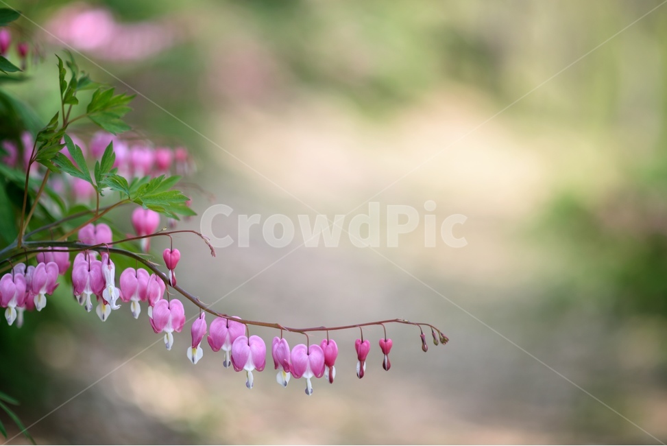 꽃,자연,식물,야생화,금낭화,식물,자연,plants,nature,꽃,flower