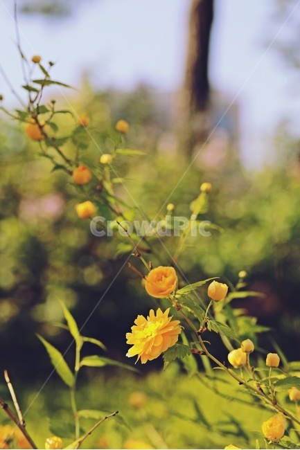 봄,꽃,노란꽃,나무,정원,yellow,flower,tree,garden,식물,자연,plants,nature,꽃,flower