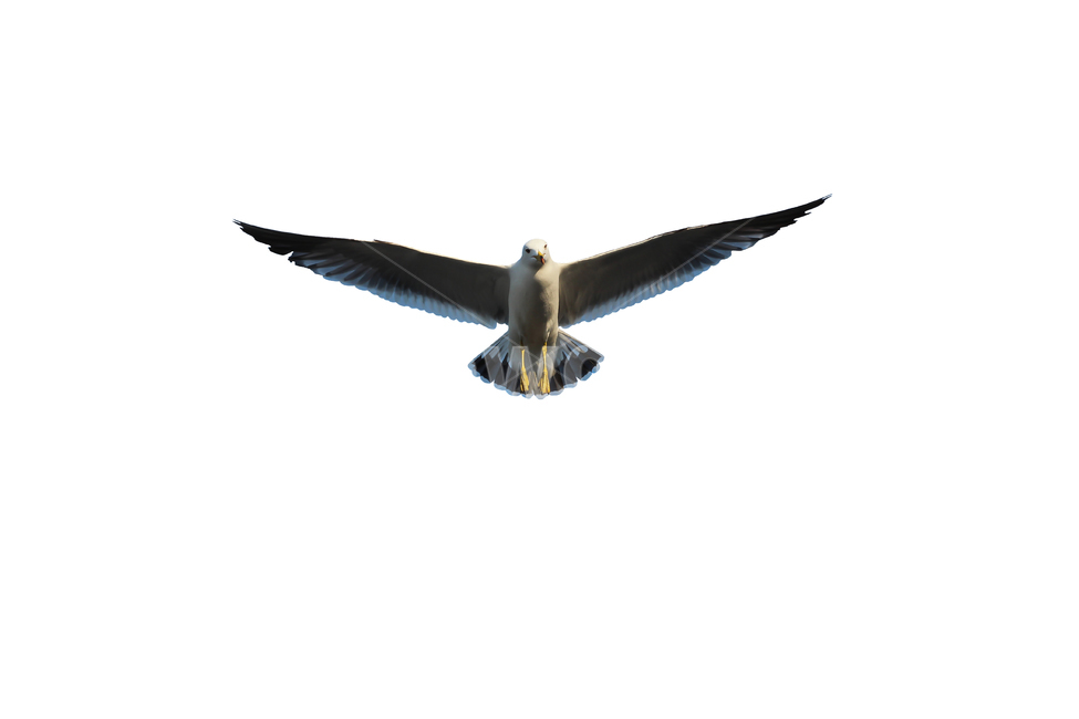갈매기,새,조류,날개,바다,누끼,바닷가,자연,하늘,부리,seagull,bird,풍경,naturelandscape,sea,동물,animal,birds,감성sensible,feeling,outdoors,옥외,transportation,동물,animal,조류,새,birds,누끼,remove background