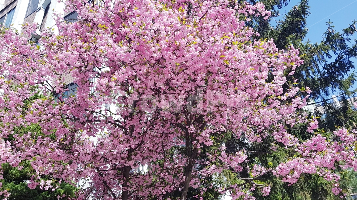 벚꽃,분홍,나무,사쿠라,꽃잎