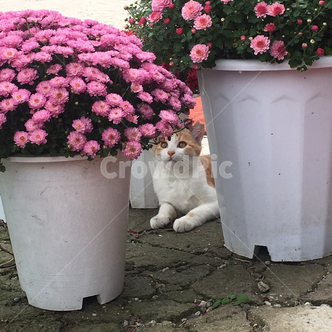 stray cat,cat,flower