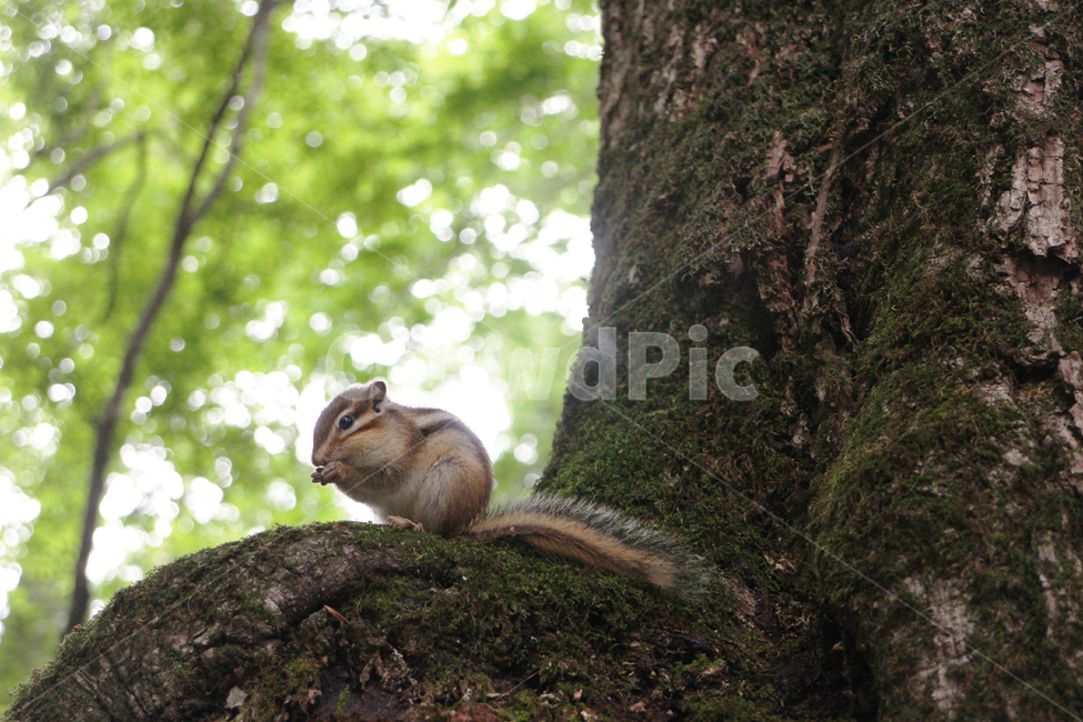 squirrel,다람쥐,설치류,동물,animal,동물,animal,포유류,mammal