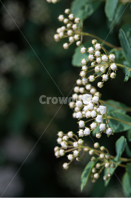 식물,봄,자연,초록,귀여운,봄,계절,spring,season,식물,자연,plants,nature,꽃,flower,plant