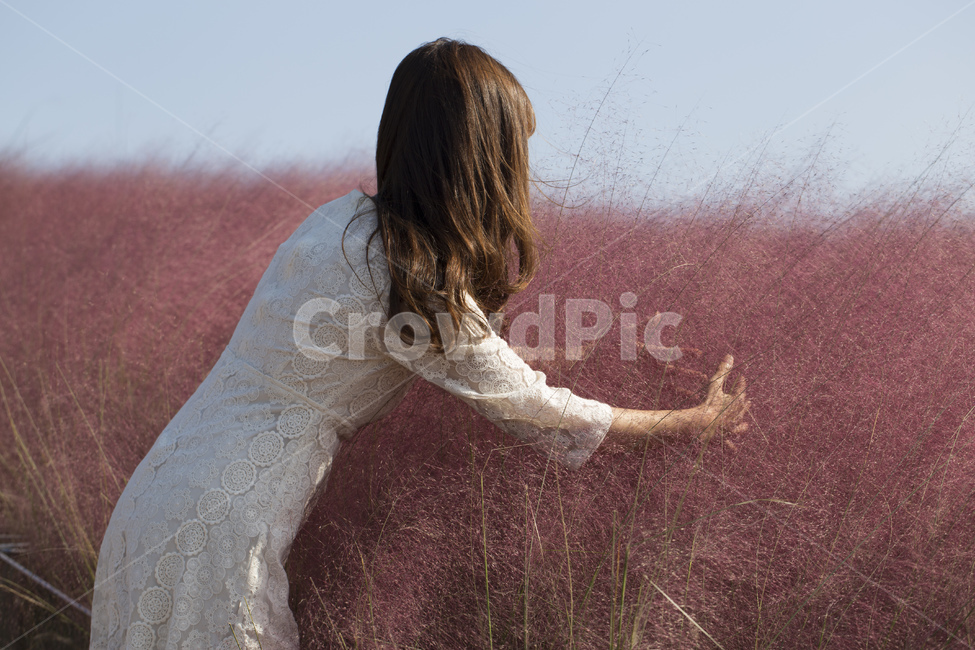 핑크뮬리,억새,분홍색,분홍,식물,핑크,가을,분홍억새,자주색,보라빛,핑크빛,감성,색상,색감,자연,갈대,배경,여자,사람,원피스,식물,자연,plants,nature,사람,인물,인간,human,person,여성,여자,woman,female,lady