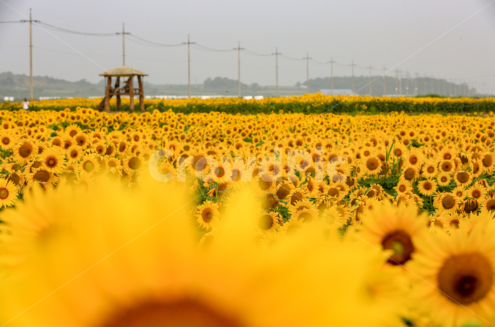 plant,식물,해바라기,sunflower,해남,자연,풍경,nature,landscape,식물,plants,꽃,flower