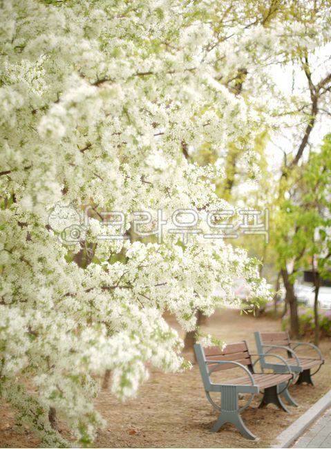 spring,spring flowers,Bench,rest,pop tree,chair,picnic,park,walk,flower,Lee pop