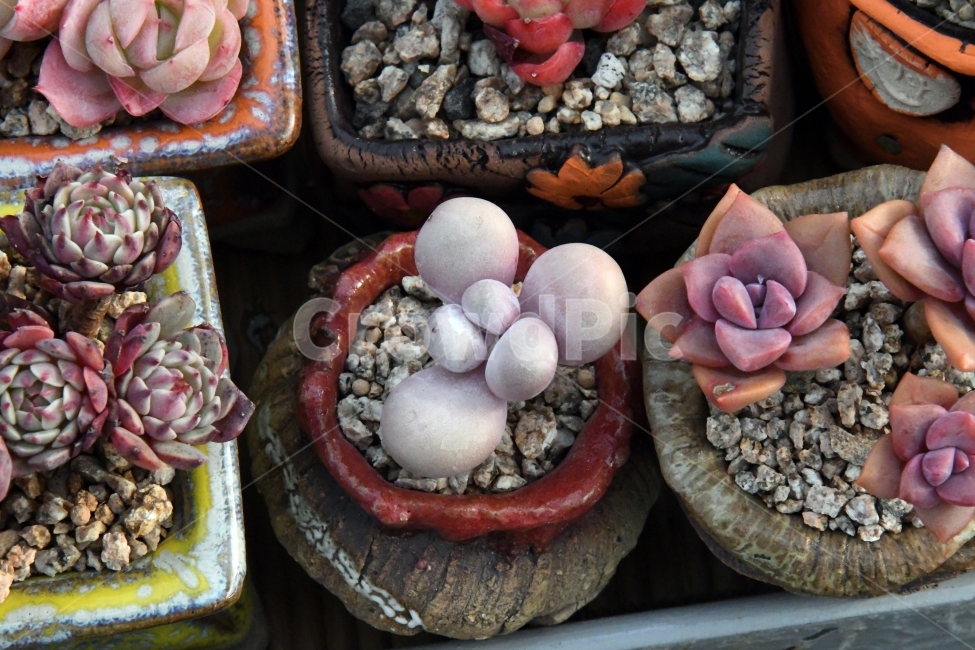 다육이,다육,다육식물,화분,식물,화초,배경,자연,plants,취미,그린,환경,키우기,아름다운,화려한,생명,생활,background,식물,자연,plants,nature