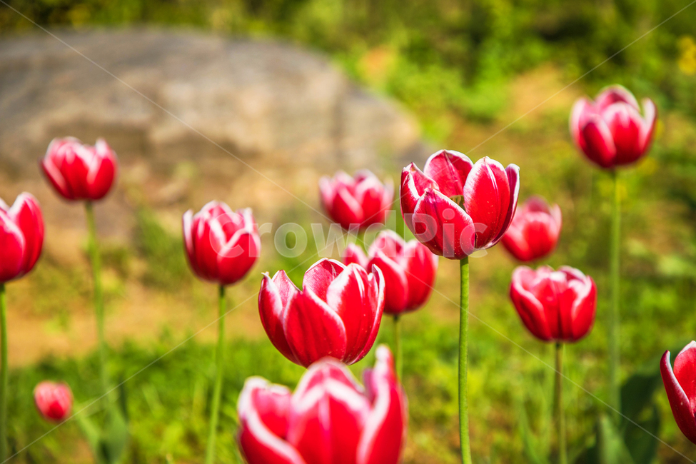 자연,식물,꽃,튤립,lower,아름다운,tulip,식물,자연,plants,nature,꽃,flower