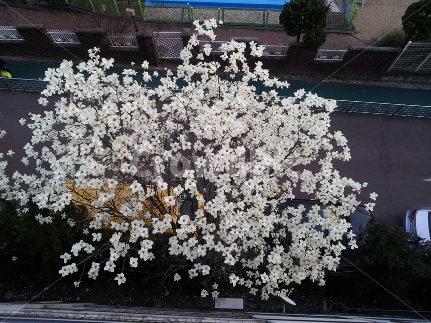 목련,봄꽃,흰색,자연,식물,아름다움,퍼짐,눈꽃송이,계절,식물,자연,plants,nature,나무,trees,wood