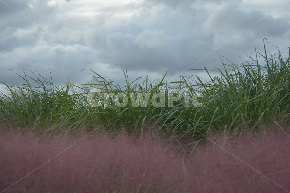 plant,식물,grass,잔디,핑크뮬리,풀,잡초,구름,하늘,자연,감성