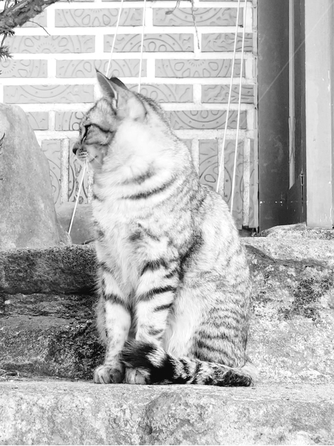 고양이,옆모습,cat,흑백사진,흑백,blackandwhite,아메리칸숏헤어,americanshorthair