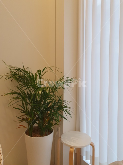 인테리어,나무,식물,plant,감성,스툴