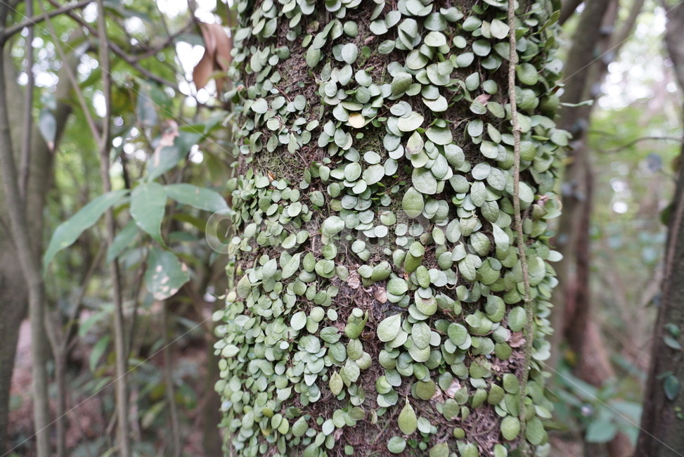 자연,나뭇잎,자연친화,친환경,leaf