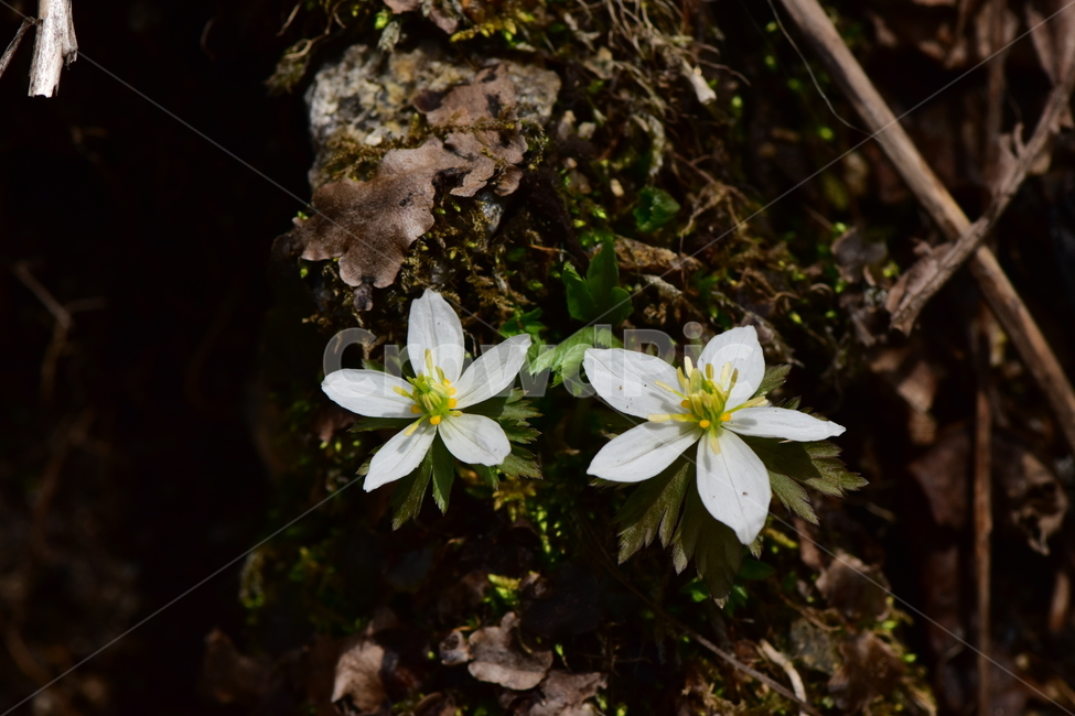 모데미풀,야생화,봄,꽃,풀꽃,자연,식물,식생,plants,nature,spring,season,flower