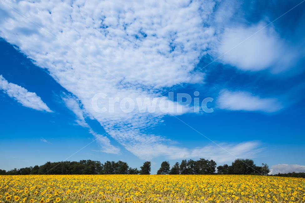 해바라기,해바라기꽃,꽃,sunflower,flower,식물,자연,풍경,nature,landscape,식물,plants,꽃,flower,field,들,grassland,목초지,outdoors,옥외