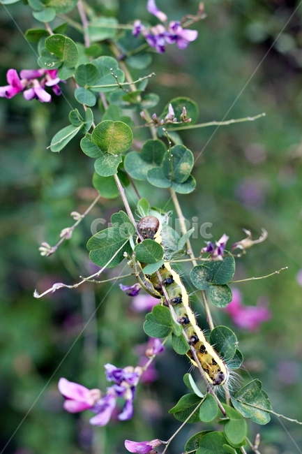 애벌레,곤충,유충,동물,나무,나뭇잎,자연,nature,생물,식물,자연,plants,nature,꽃,flower