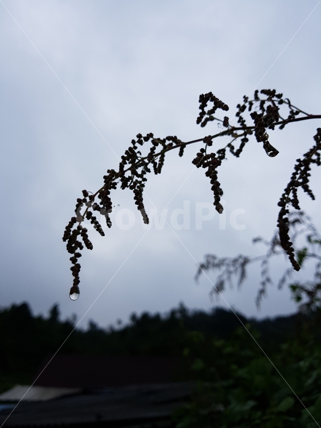 새벽,아침,이슬,자연,풍경,식물,자연,plants,nature