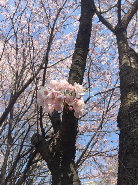 벚꽃,cherryblossom,벚나무,꽃잎,분홍색꽃,봄에피는꽃
