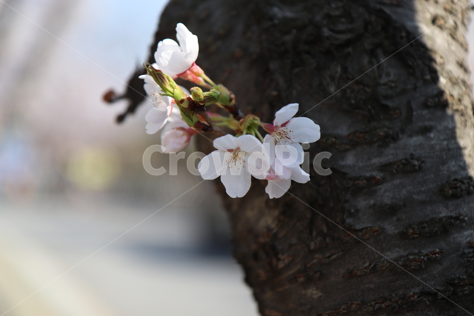 벚꽃,봄,나무,벚꽃나무,벚꽃엔딩,plant,식물,flower,blossom,꽃,식물,자연,plants,nature,꽃,flower
