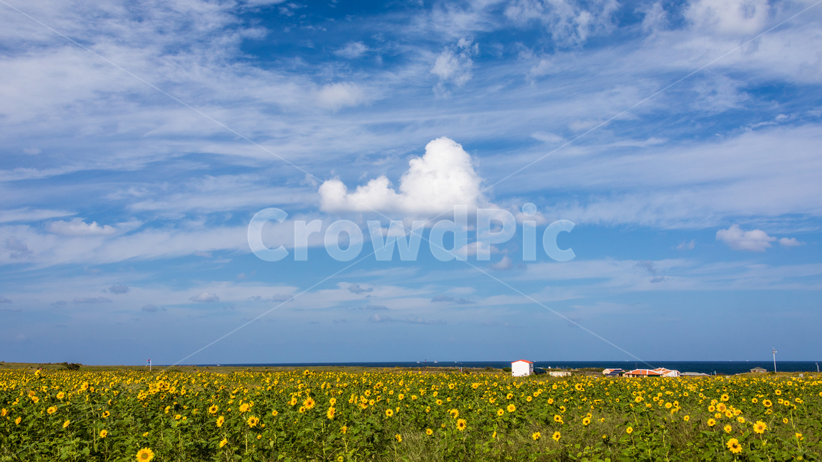 해바라기,하늘,가파도,구름,풍경,자연,풍경,nature,landscape,한국자연풍경,한국자연경관,korea nature landscape,grassland,목초지,outdoors,옥외,field,들,farm,농장,rural,농촌,meadow