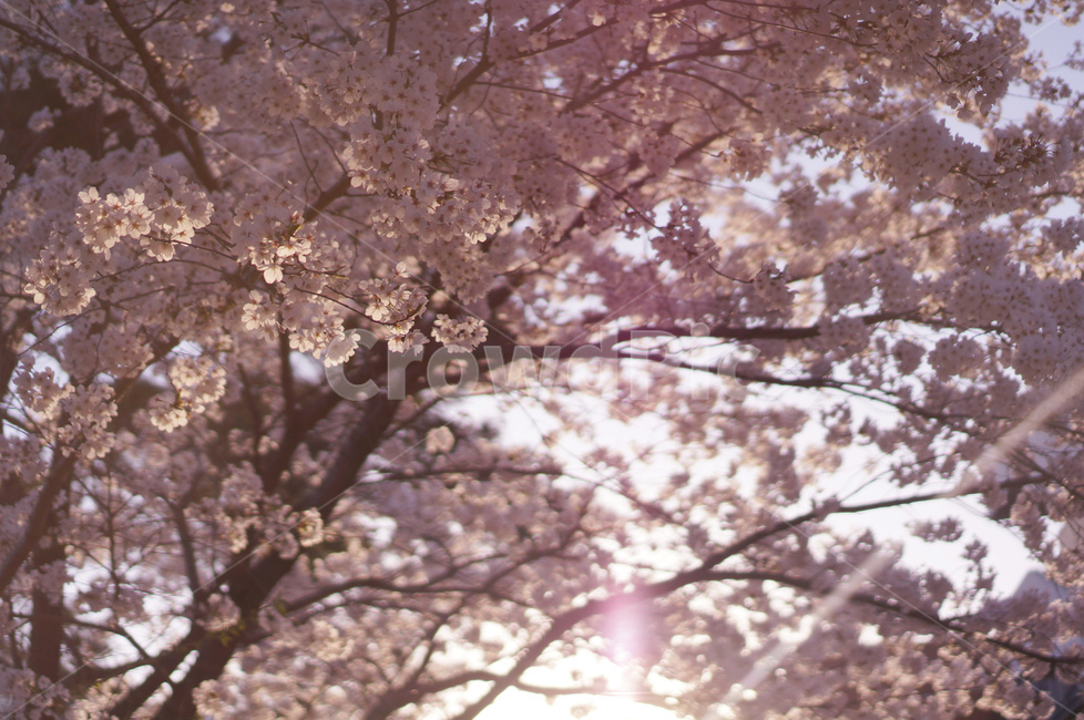 벗꽃,봄,벗꽃나무,벗꽃축제,햇살,봄날,봄,계절,spring,season,식물,자연,plants,nature,꽃,flower,plant,cherry blossom,벚꽃,blossom