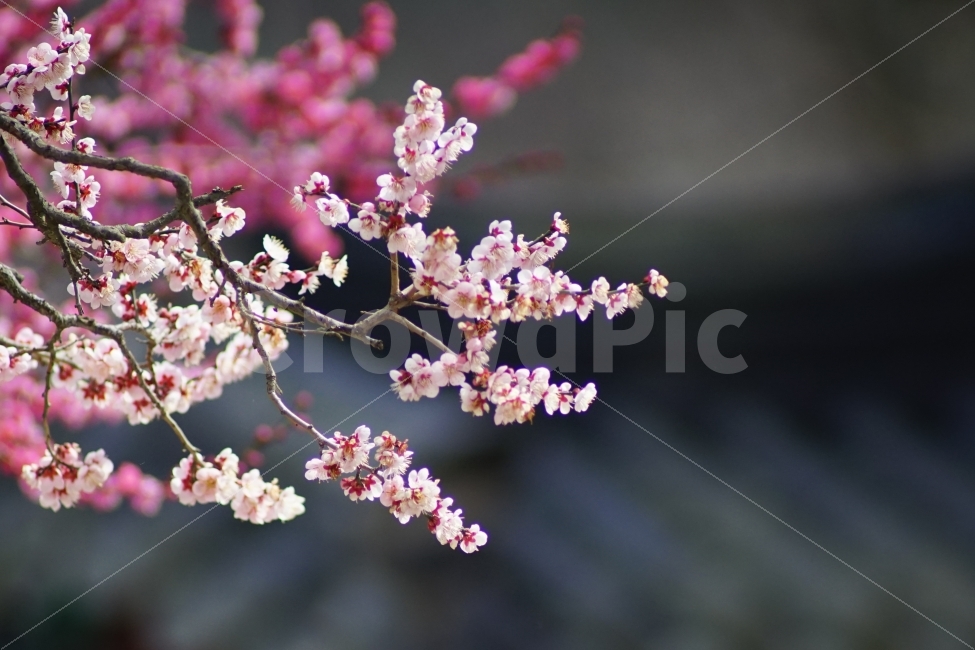 홍매화,통도사,매화,사찰,한국사찰,봄,식물,자연,plants,nature,봄,계절,spring,season,꽃,flower,plant
