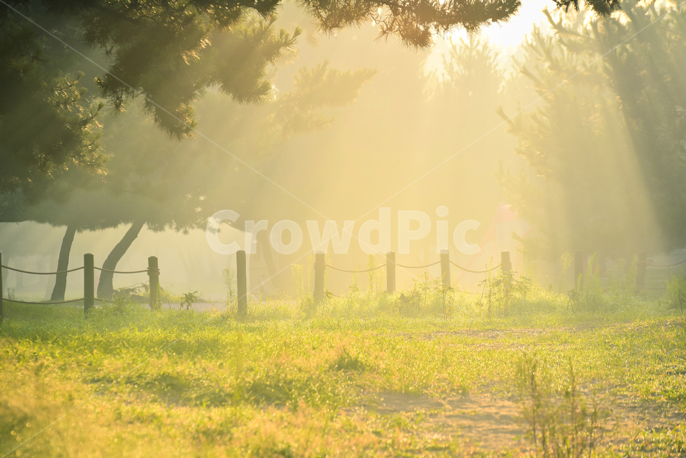 아침풍경,빛내림,공기,이른아침,숲속,전원,목가적,morning,light,air,대기,환경,낭만적,드라마틱,야외,여름날,nature,자연,weather,날씨,outdoors,옥외