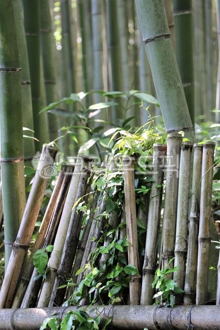 아라시야마,대나무숲,치쿠린,bamboo,대나무,울타리