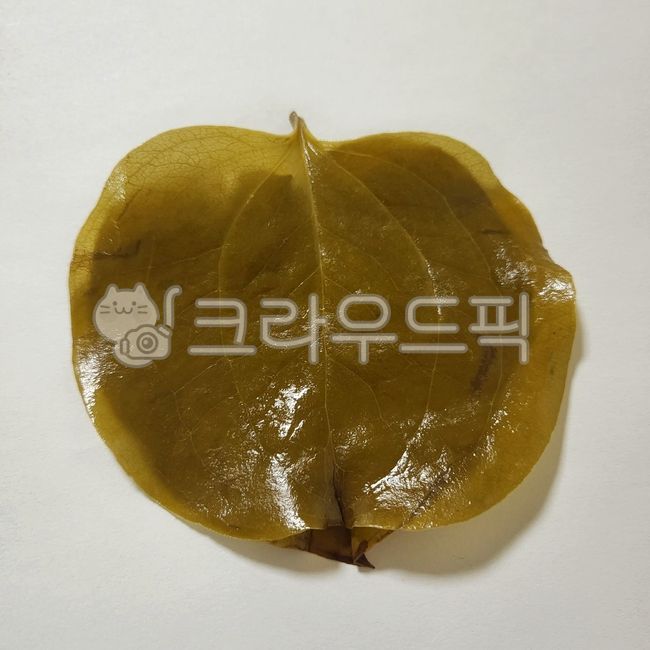 망개잎,망개나무잎,청미래잎,청미내나무잎,초록잎,앞면,leaf,잎