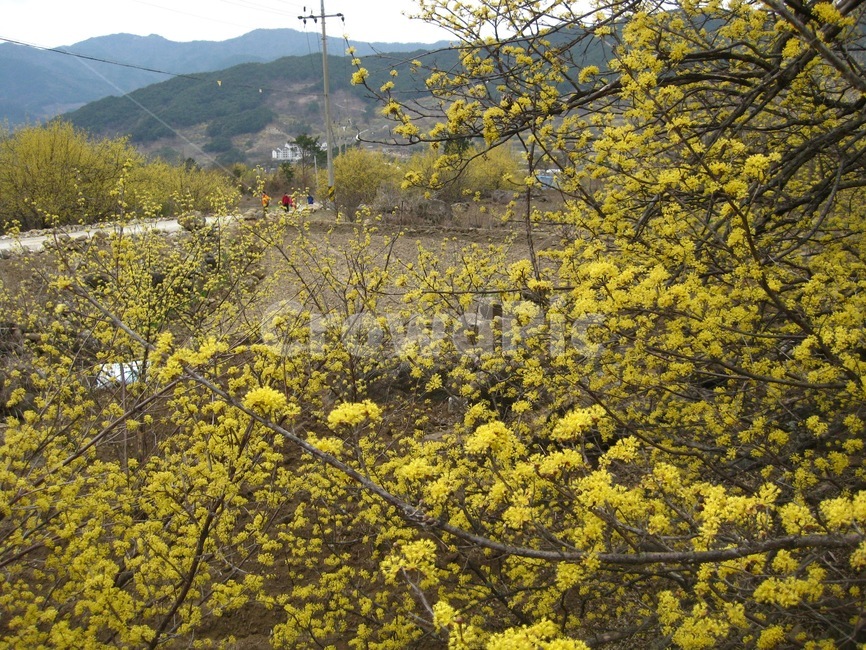 봄,봄꽃,꽃,yellow,노랑,산수유,산수유꽃,꽃송이,구례,봄,계절,spring,season