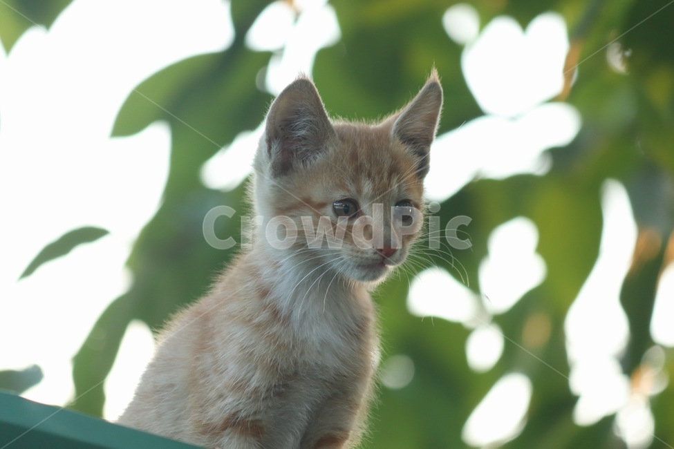 Meow,young,cute,kitten,stray cat,cat,cuteness,animal,animals,mammalia
